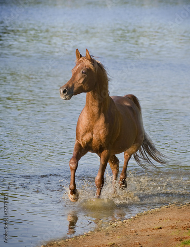 Photo: Arab horse near blue water Arab horse near blue water