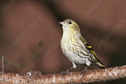Photo: Erlenzeisig (carduelis spinus) Erlenzeisig (carduelis spinus)