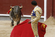 Toros