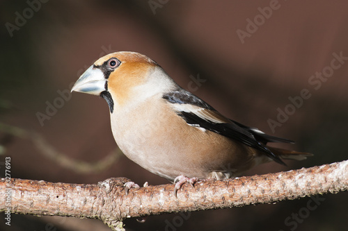 Photo: Kernbeißer (coccothraustes coccothraustes) Kernbeißer (coccothraustes coccothraustes)