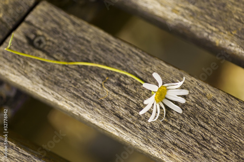 Foto: Margerite Margerite