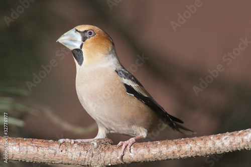 Photo: Kernbeißer (coccothraustes coccothraustes) Kernbeißer (coccothraustes coccothraustes)