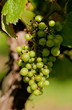 Grapes on the vine in the setting sun Grapes on the vine in the setting sun