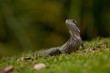 Eastern Water Dragon on a Lawn Eastern Water Dragon on a Lawn
