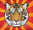 tiger vector illustration