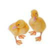 Pekin Ducklings Pekin Ducklings