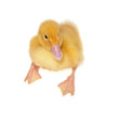 Pekin Duckling Pekin Duckling
