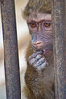 Singe emprisoné