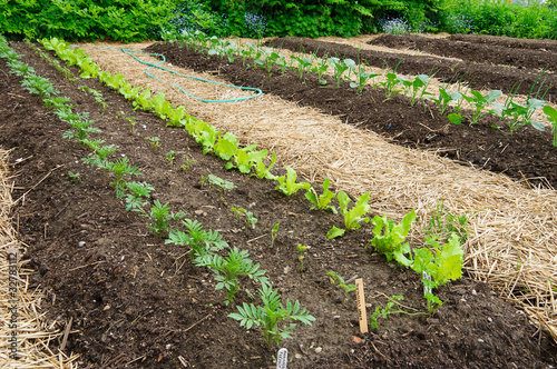 Photo: Vegetable garden Vegetable garden