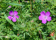 Geranium pratense