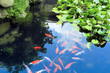 beautiful koi or carp chinese fish in water