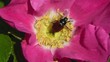 Hagebutte - Blüte - Gartenlaubkäfer