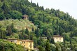 Fiesole, oliveto fra i cipressi