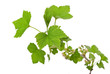 Young green sprout of currant Young green sprout of currant