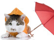 All-Weather Cat