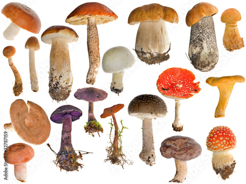 Photo: nineteen mushrooms collection isolated on white nineteen mushrooms collection isolated on white