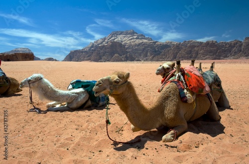 Photo: Camels in Wadi Rum, the desert valley Camels in Wadi Rum, the desert valley
