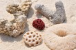 Treibgut am Strand