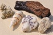 Treibgut am Strand