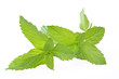 Schweizer Minze / Mentha piperita