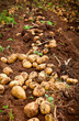 Potato field