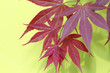 ����: Spring maple leaves � Marzky Ragsac Jr. #32791325