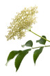 Holunderblüten