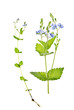 Veronica L, Veronica chamaedrys L., base vervain, forget-me-not
