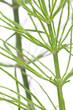 Acker-Schachtelhalm (Equisetum arvense) Nahaufnahme vom Stengel