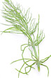 Acker-Schachtelhalm (Equisetum arvense) liegend auf weißem Hint