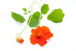 Kapuzinerkresse (Tropaeolum majus) liegend auf weißem Hintergru