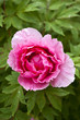 Foto: Pivoine, plante, fleur, jardin, parc, planter, jardinage, floral Pivoine, plante, fleur, jardin, parc, planter, jardinage, floral