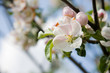 Spring apple blossom