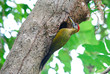 male laced woodpecker