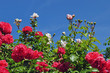 Roses01