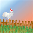 The cock welcomes sunrise