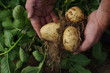 Photo: Man holding freshly dug Jersey Royal potatoes Man holding freshly dug Jersey Royal potatoes