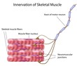 Skeletal muscle, eps8