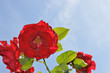 Roses02
