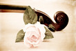 Rose with Violin Head Stock in Grunge Rose with Violin Head Stock in Grunge