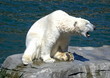 Eisbär Schrei