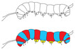 Caterpillar illustration