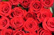 roses roses