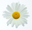 canvas print picture - Marguerite