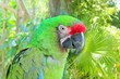 Ara Militaris Military Macaw Green parrot Ara Militaris Military Macaw Green parrot