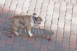 Floyd the dog on his skateboard
