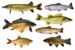Fische 147