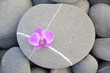 Macro of pink orchid on a striped with pebble