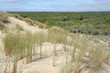 forêt de la Coubre