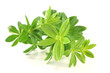 Waldmeister